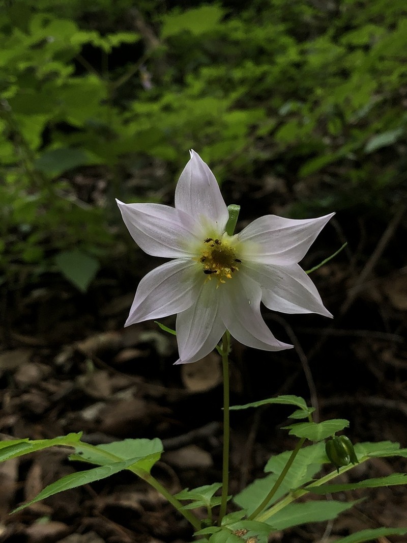 Dahlia tubulata photo 3