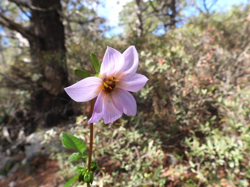 Dahlia tubulata photo 4