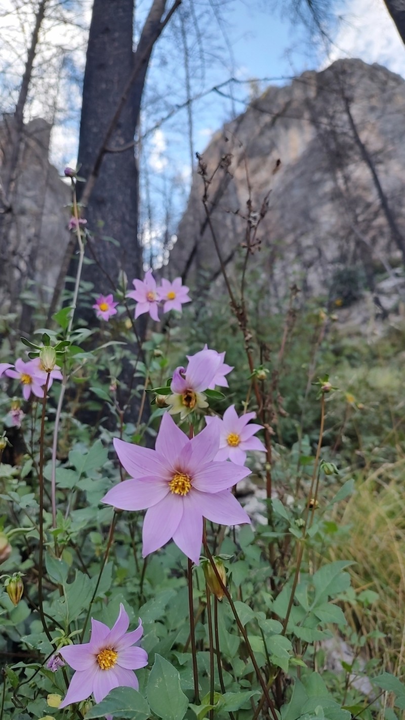 Dahlia tubulata photo 5