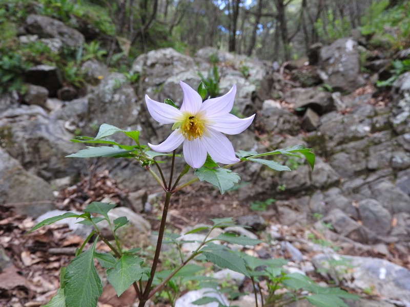 Dahlia tubulata photo 6