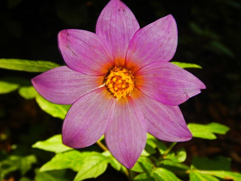 Dahlia tubulata photo 7