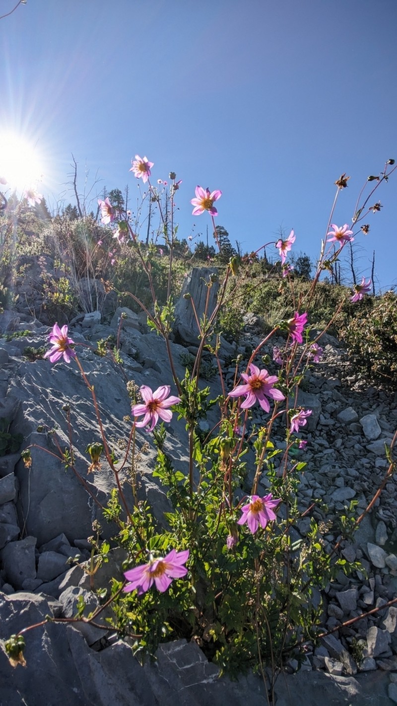 Dahlia tubulata photo 8