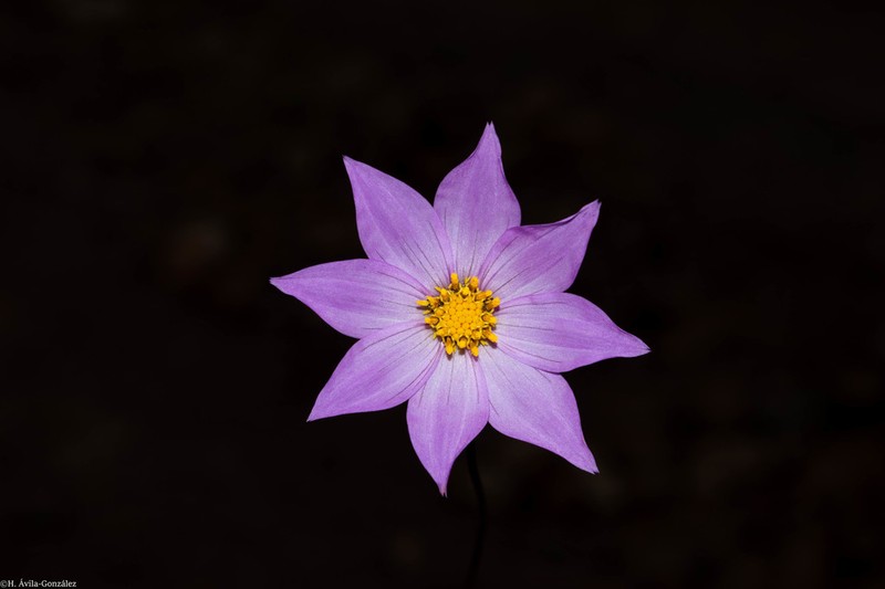 Dahlia wixarika