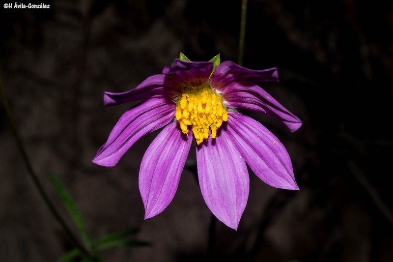 Dahlia wixarika photo 2