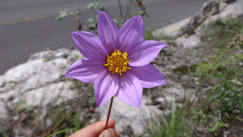 Dahlia wixarika photo 3