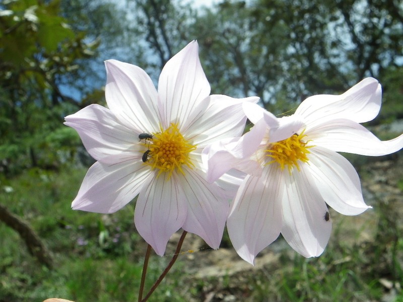 Dahlia wixarika photo 4
