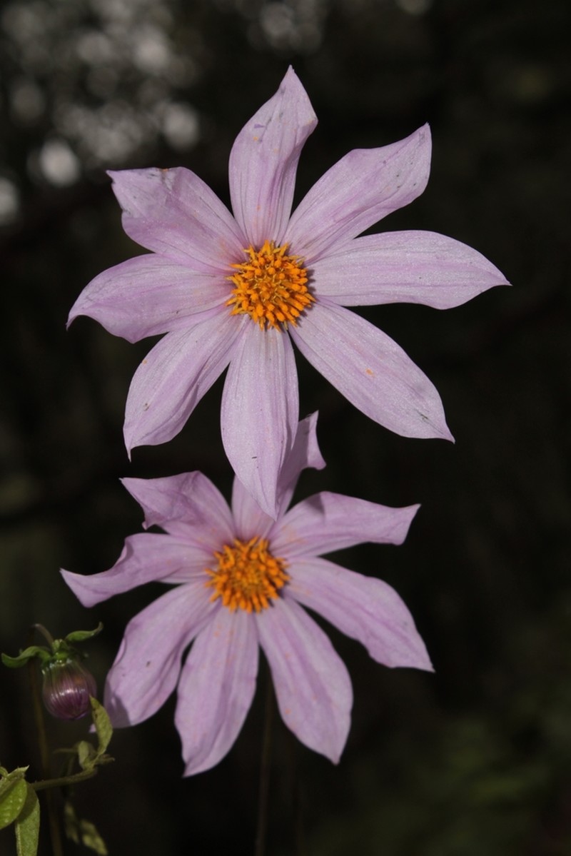 Dahlia wixarika photo 5