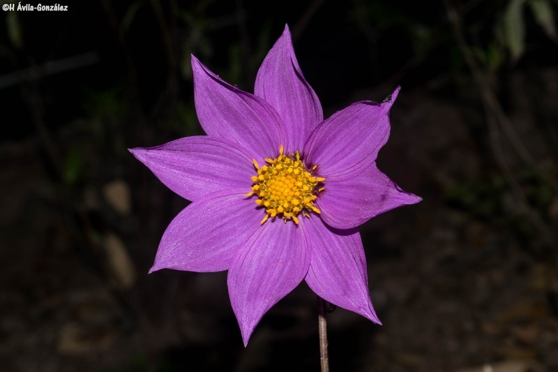 Dahlia wixarika photo 6