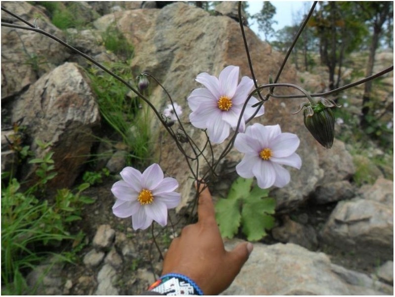 Dahlia wixarika photo 8