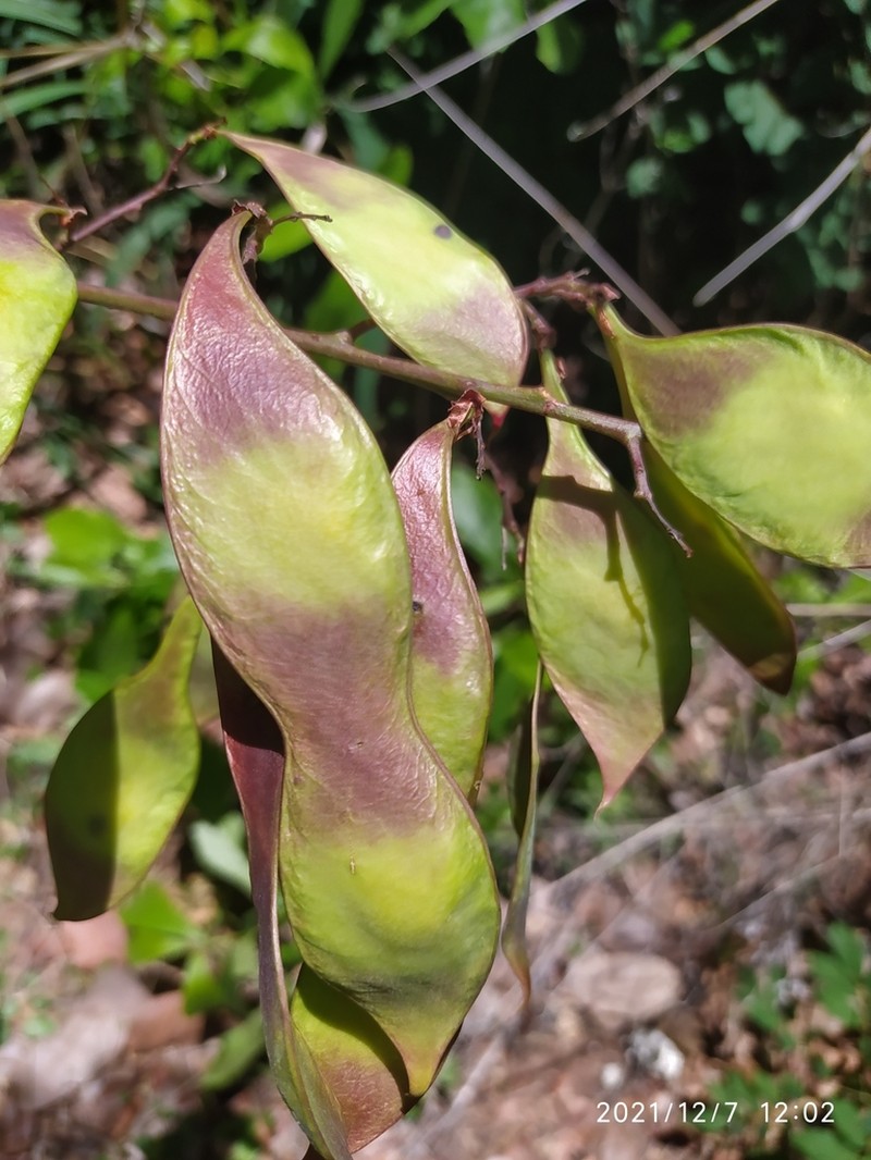 Dahlstedtia araripensis