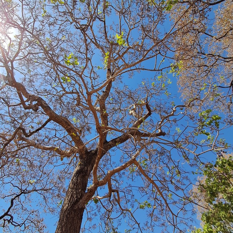 Dahlstedtia araripensis photo 2