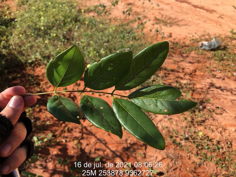 Dahlstedtia araripensis photo 3