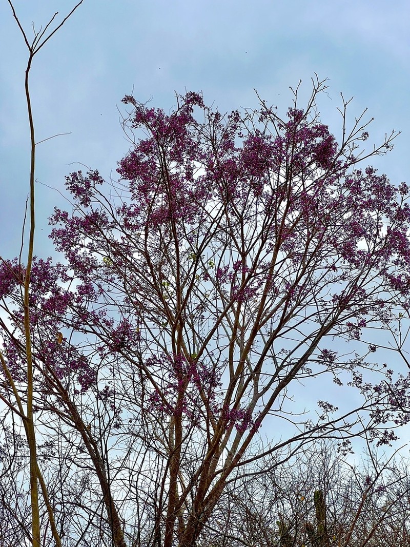 Dahlstedtia araripensis photo 4
