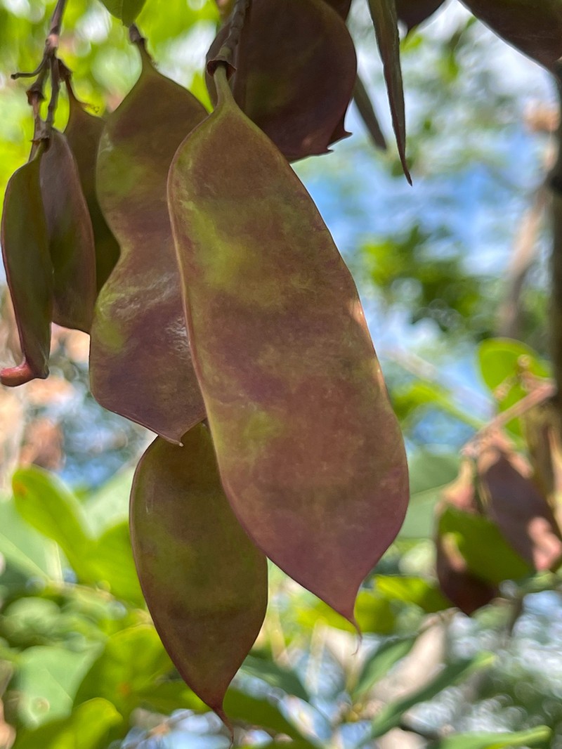 Dahlstedtia araripensis photo 5