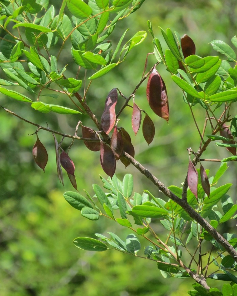 Dahlstedtia araripensis photo 6