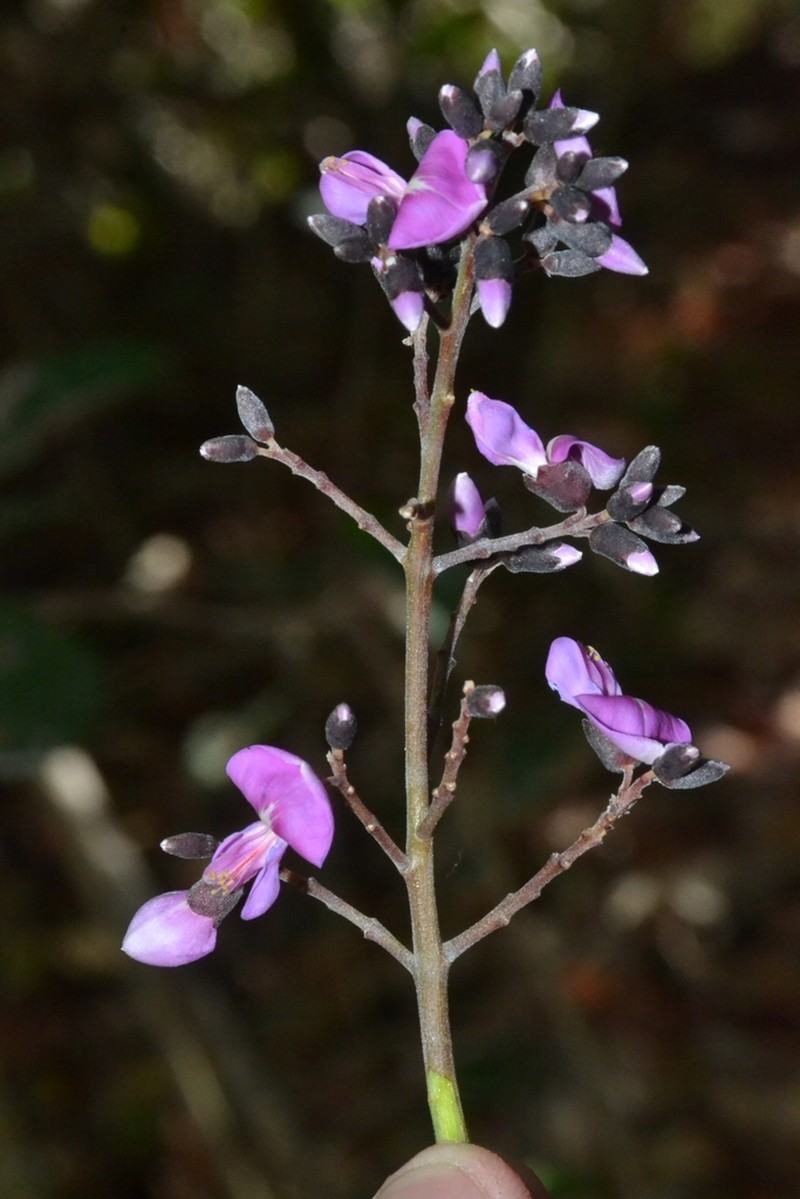 Dahlstedtia araripensis photo 7