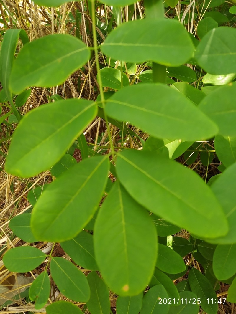 Dahlstedtia araripensis photo 8