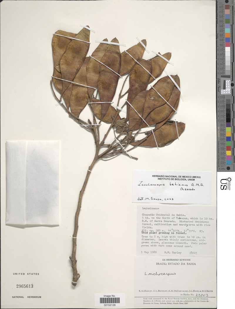 Dahlstedtia bahiana