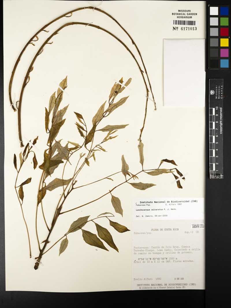 Dahlstedtia calcarata