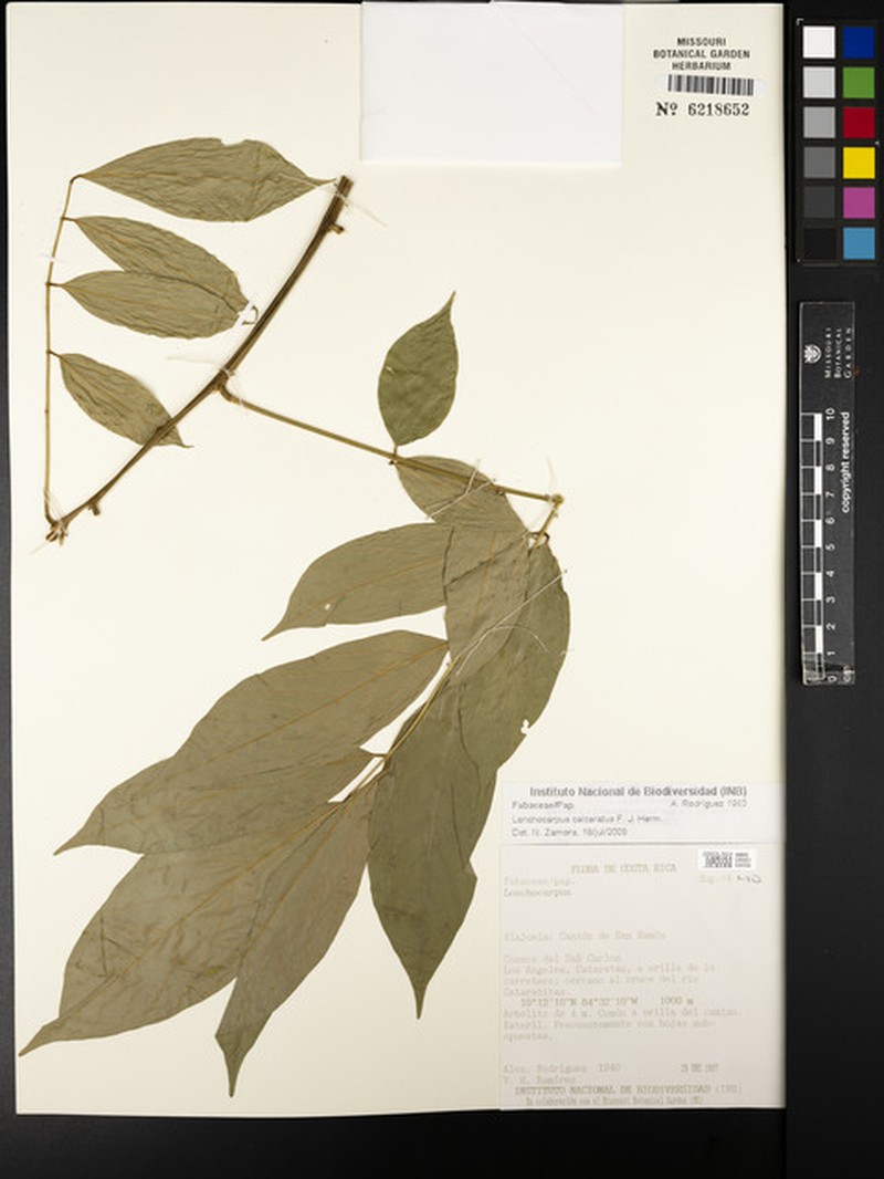 Dahlstedtia calcarata photo 2