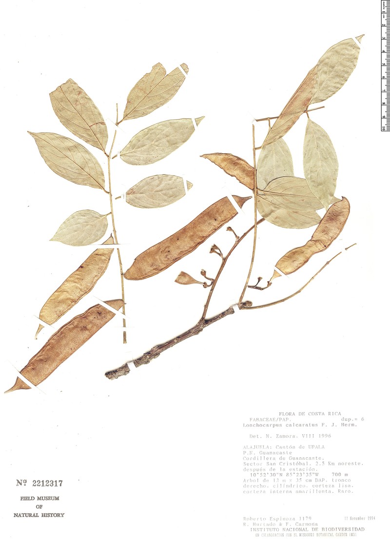Dahlstedtia calcarata photo 3