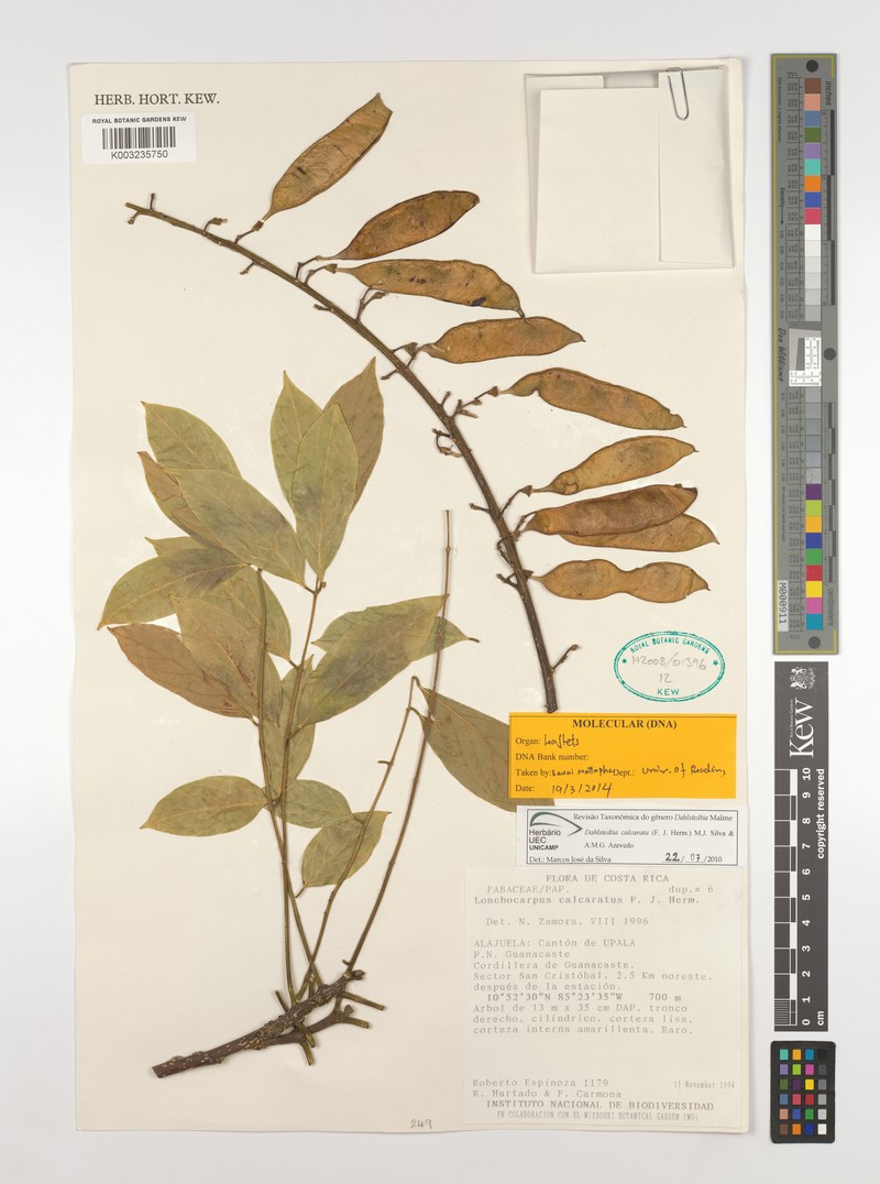 Dahlstedtia calcarata photo 4