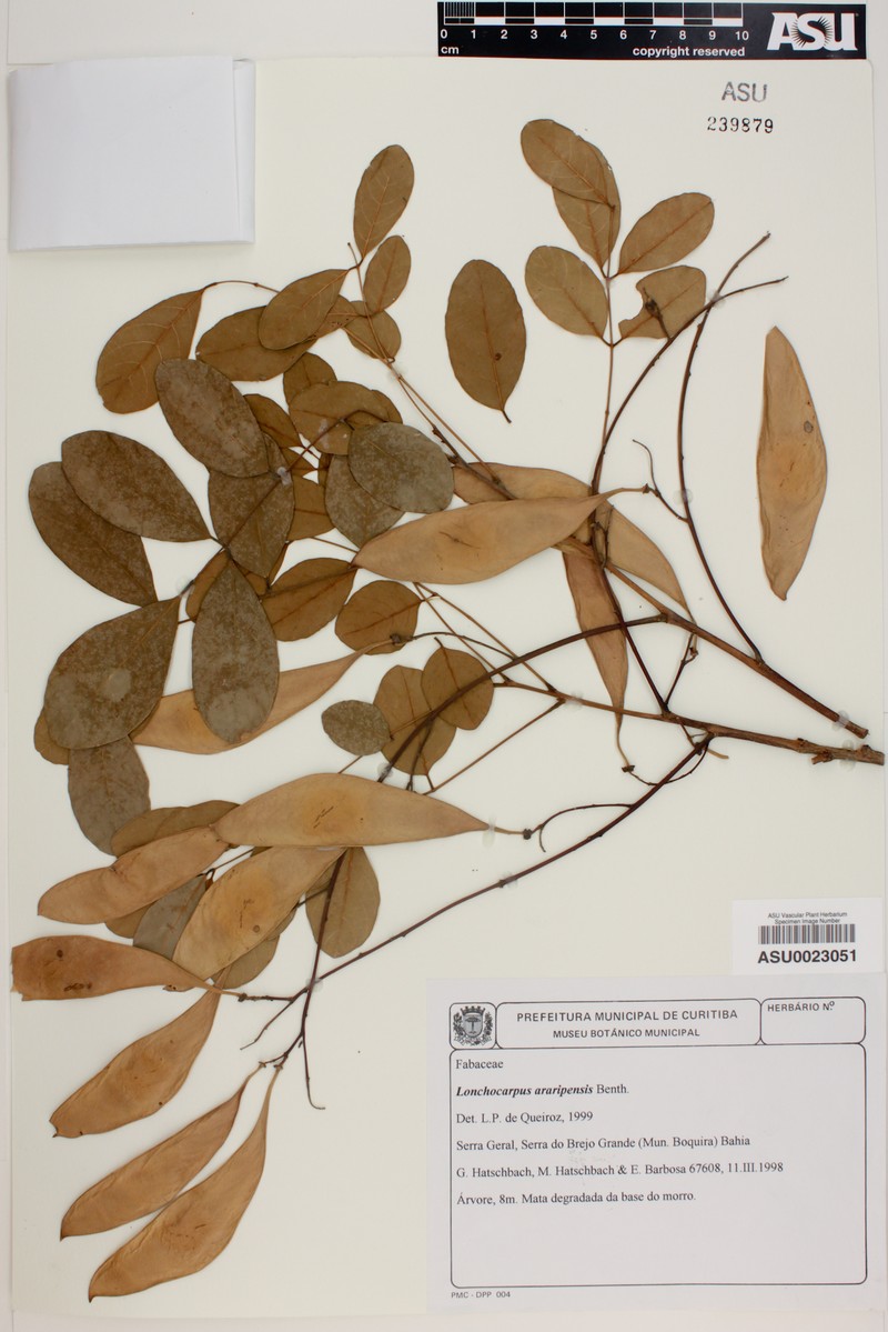 Dahlstedtia castaneifolia