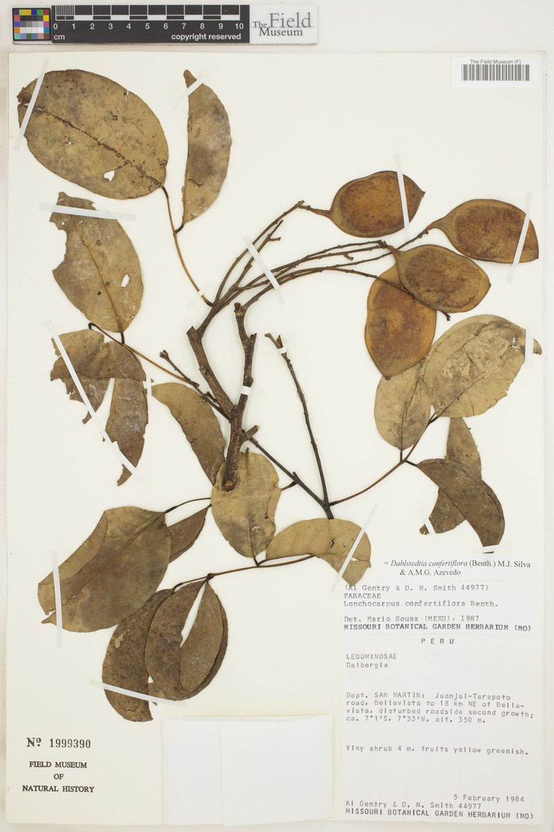 Dahlstedtia confertiflora
