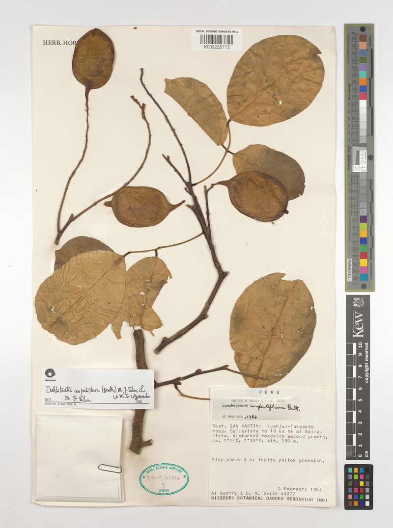 Dahlstedtia confertiflora photo 2
