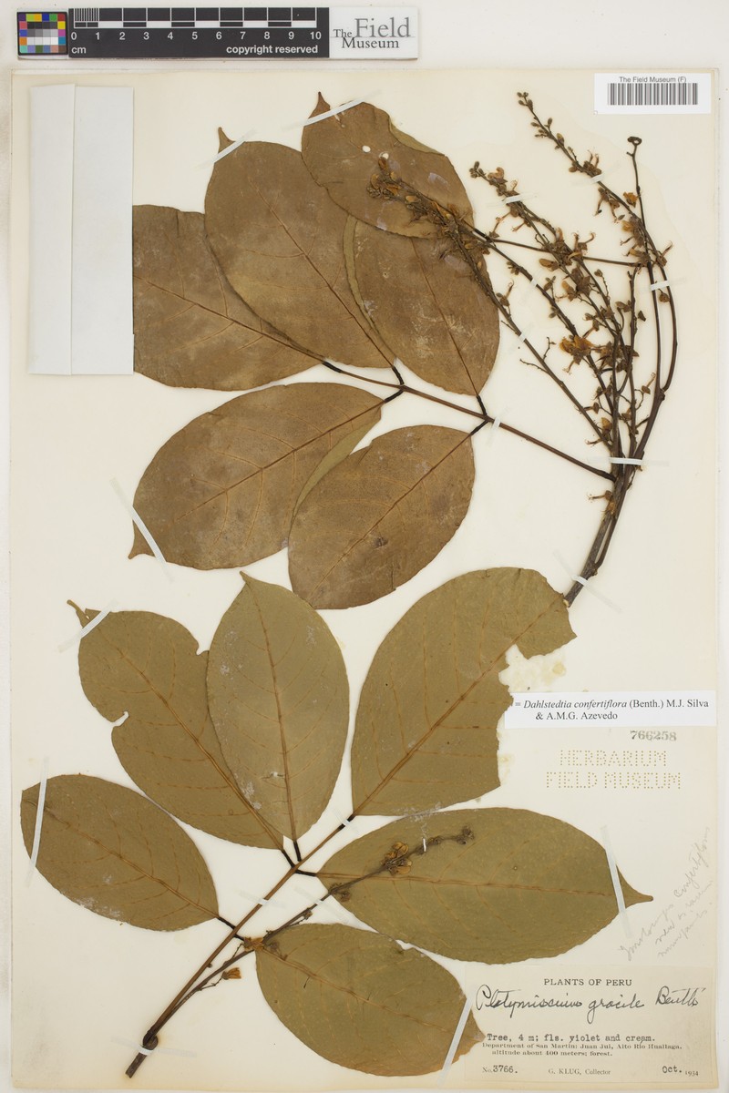 Dahlstedtia confertiflora photo 3