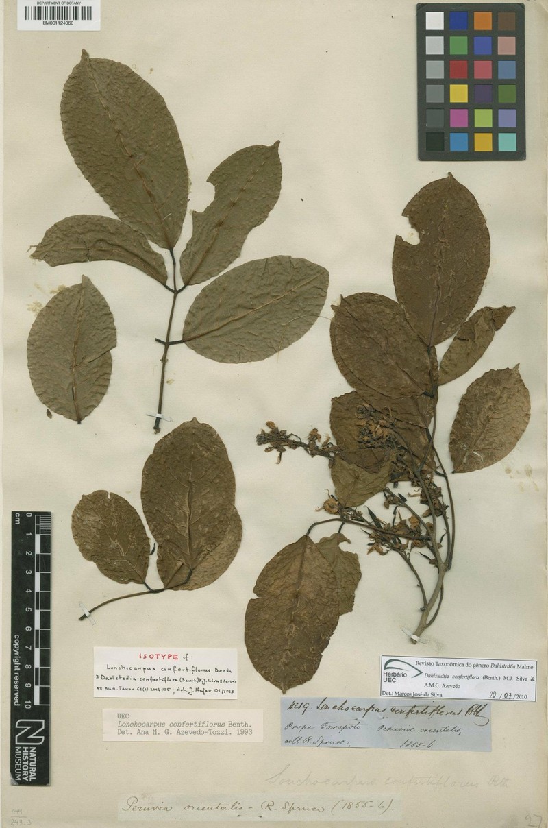 Dahlstedtia confertiflora photo 4