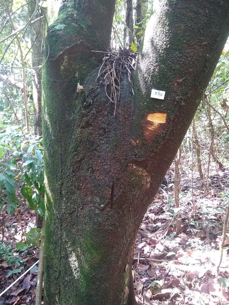 Dahlstedtia floribunda