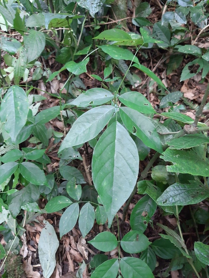 Dahlstedtia floribunda photo 3