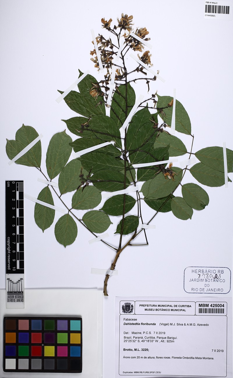 Dahlstedtia floribunda photo 5