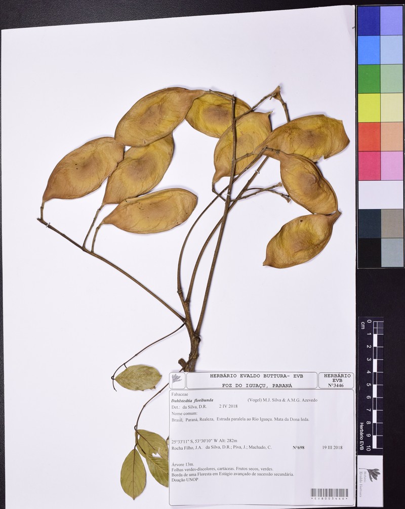 Dahlstedtia floribunda photo 6