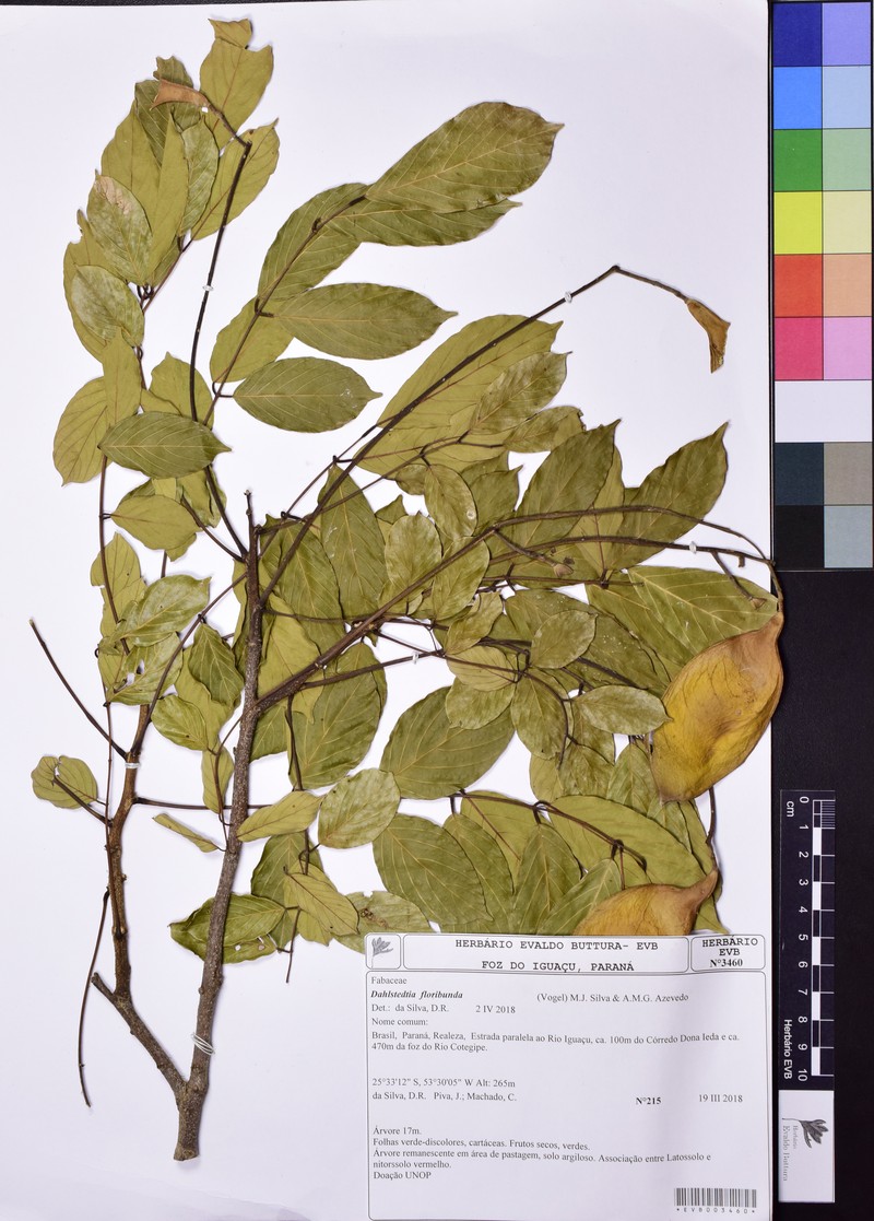Dahlstedtia floribunda photo 7
