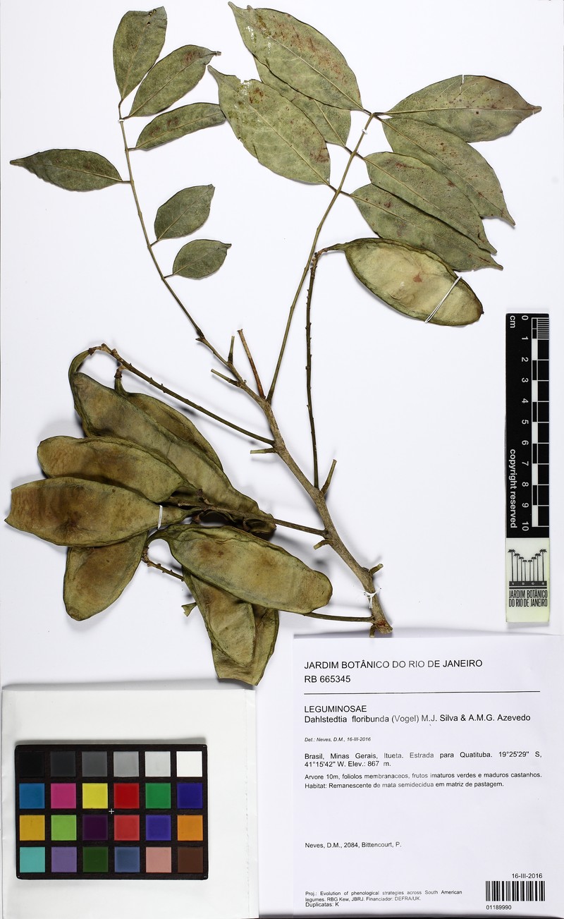 Dahlstedtia floribunda photo 8