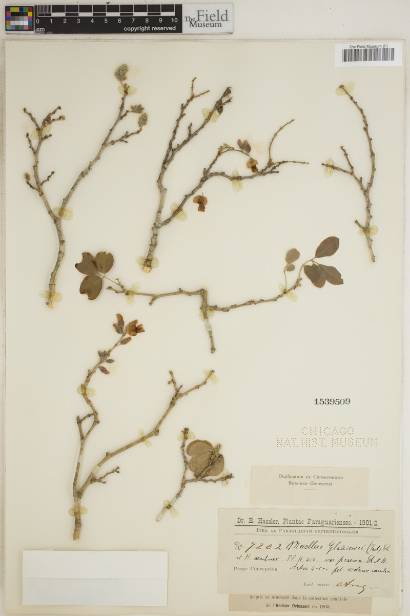 Dahlstedtia glaziovii
