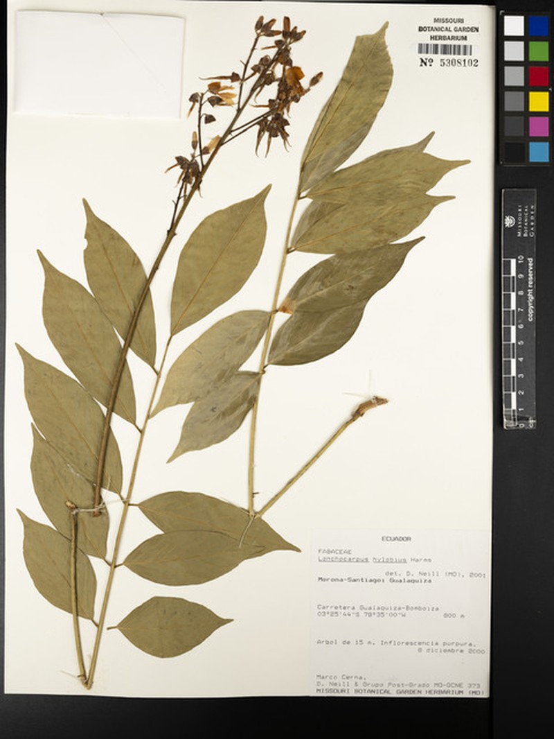 Dahlstedtia hylobia