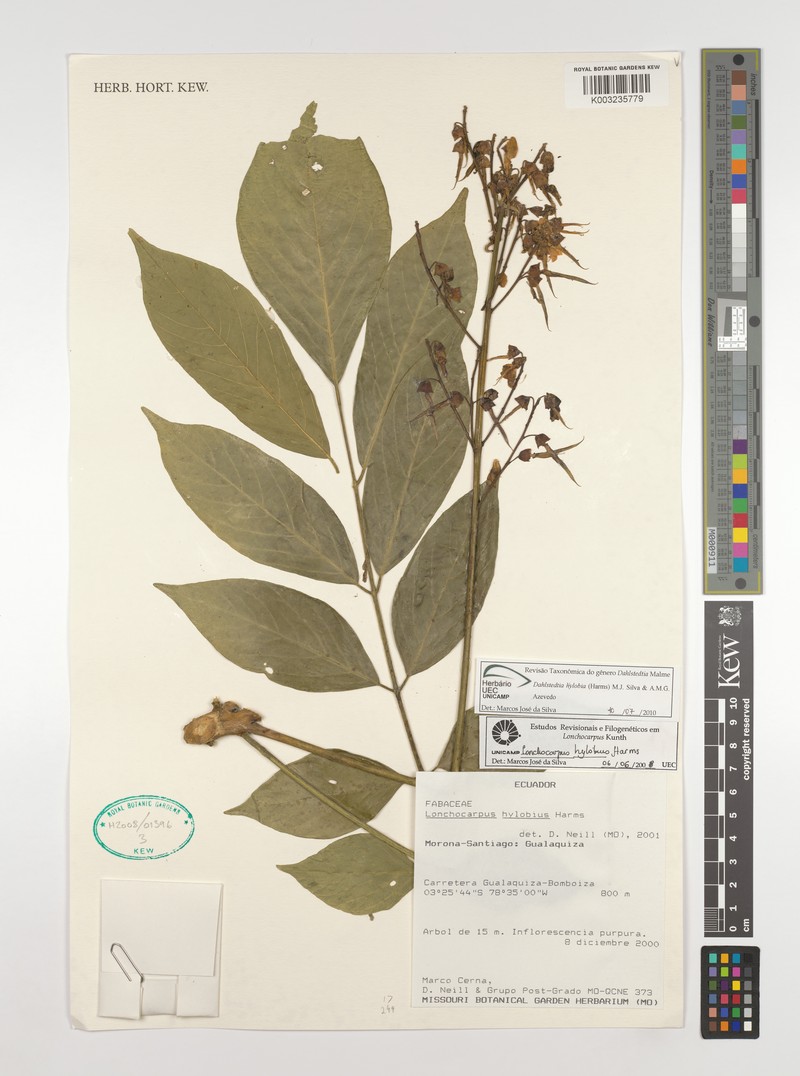 Dahlstedtia hylobia photo 2