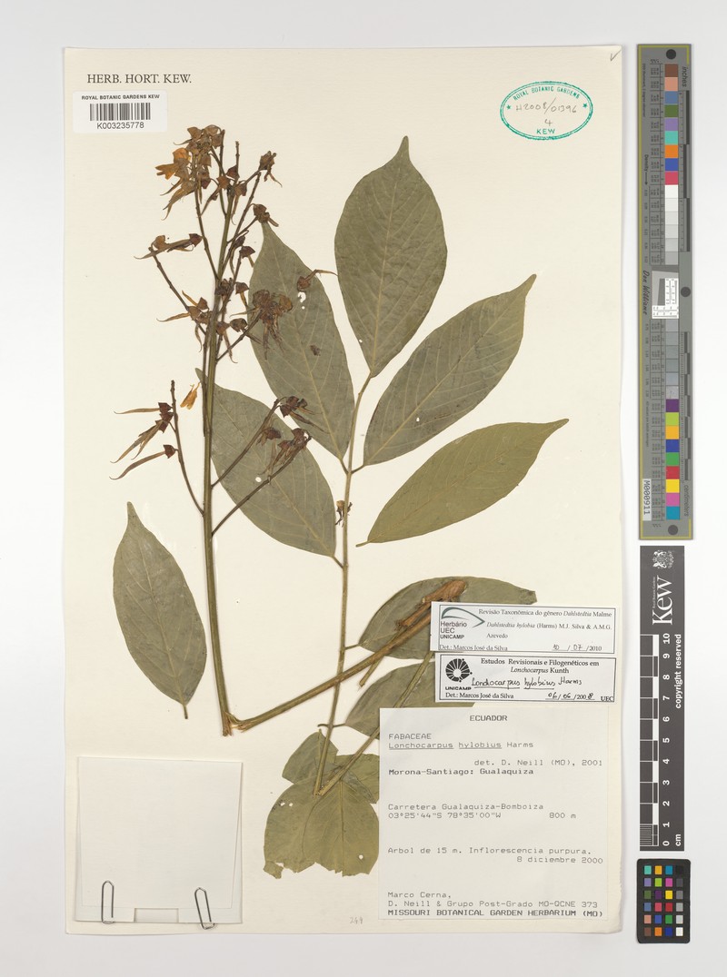 Dahlstedtia hylobia photo 3