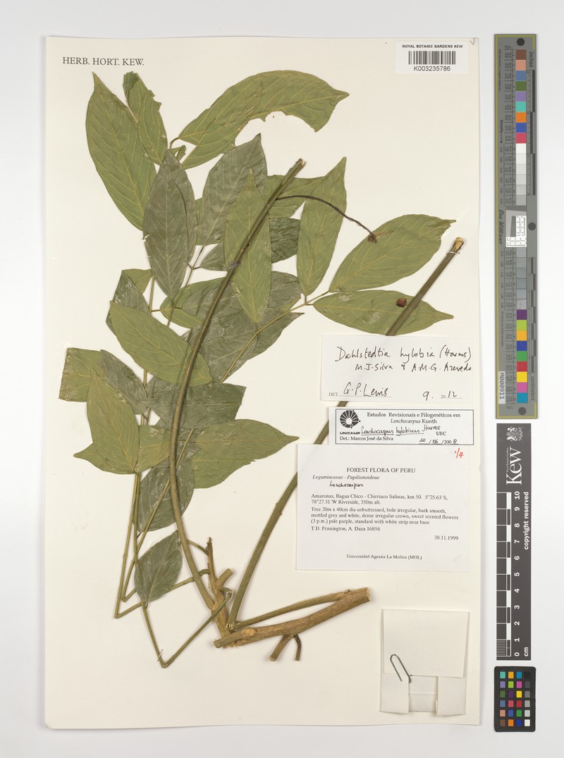 Dahlstedtia hylobia photo 4