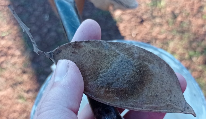 Dahlstedtia muehlbergiana