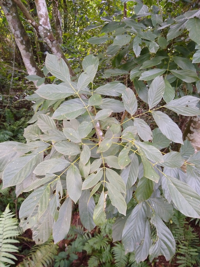 Dahlstedtia muehlbergiana photo 2