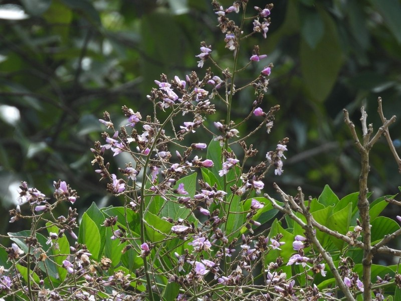 Dahlstedtia muehlbergiana photo 4