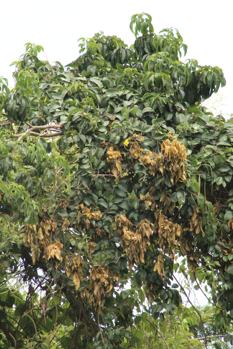 Dahlstedtia muehlbergiana photo 8