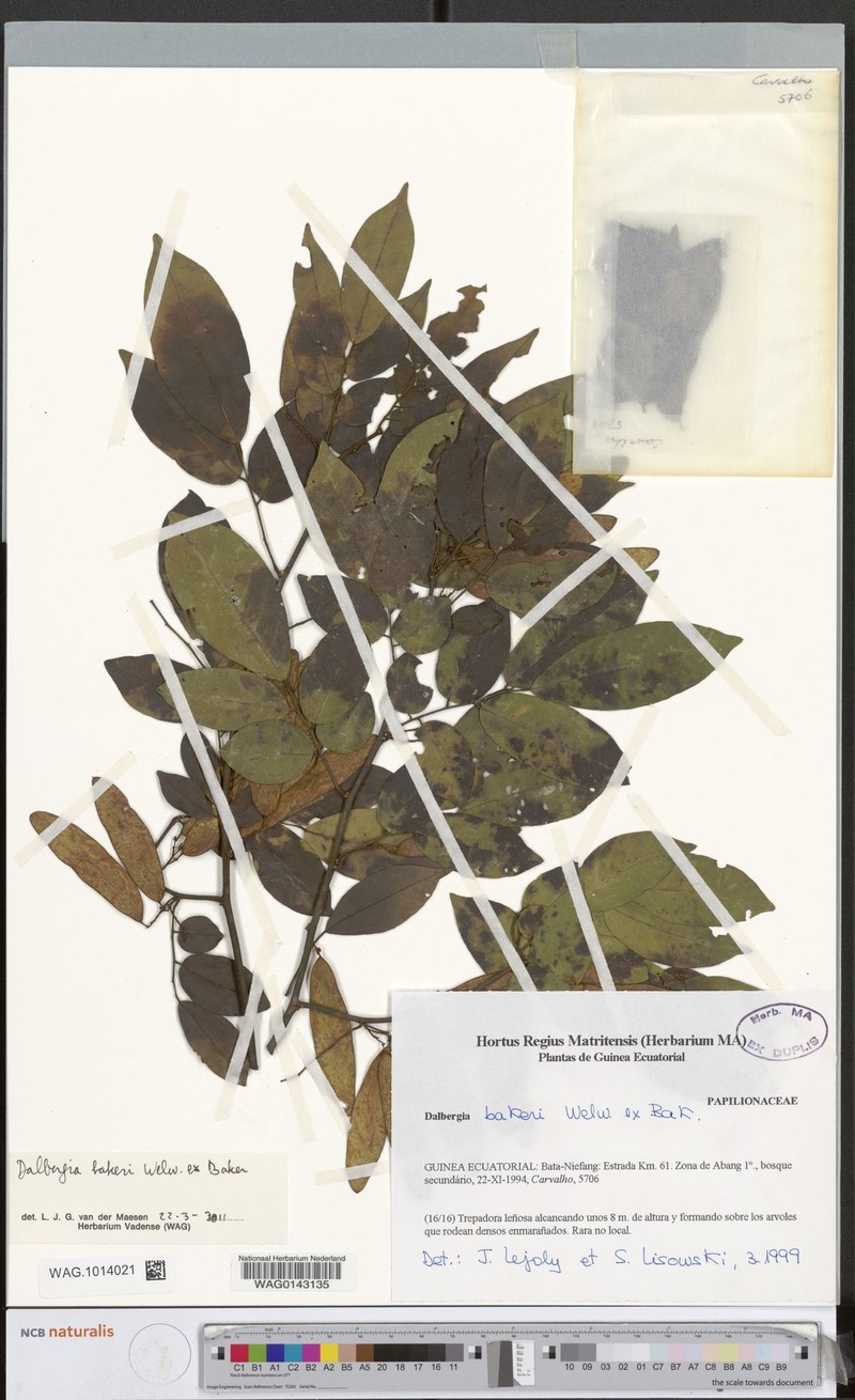 Dalbergia adamii subsp. erectipilis