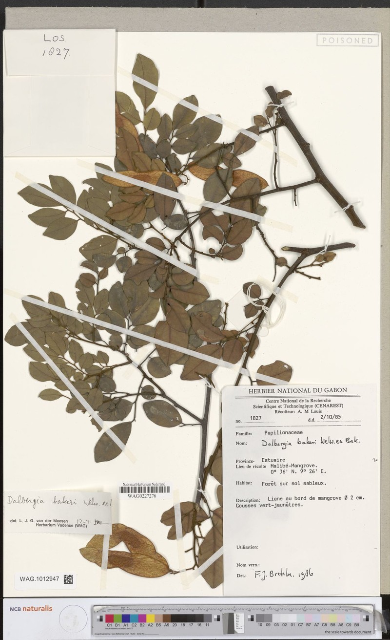 Dalbergia adamii subsp. erectipilis photo 2