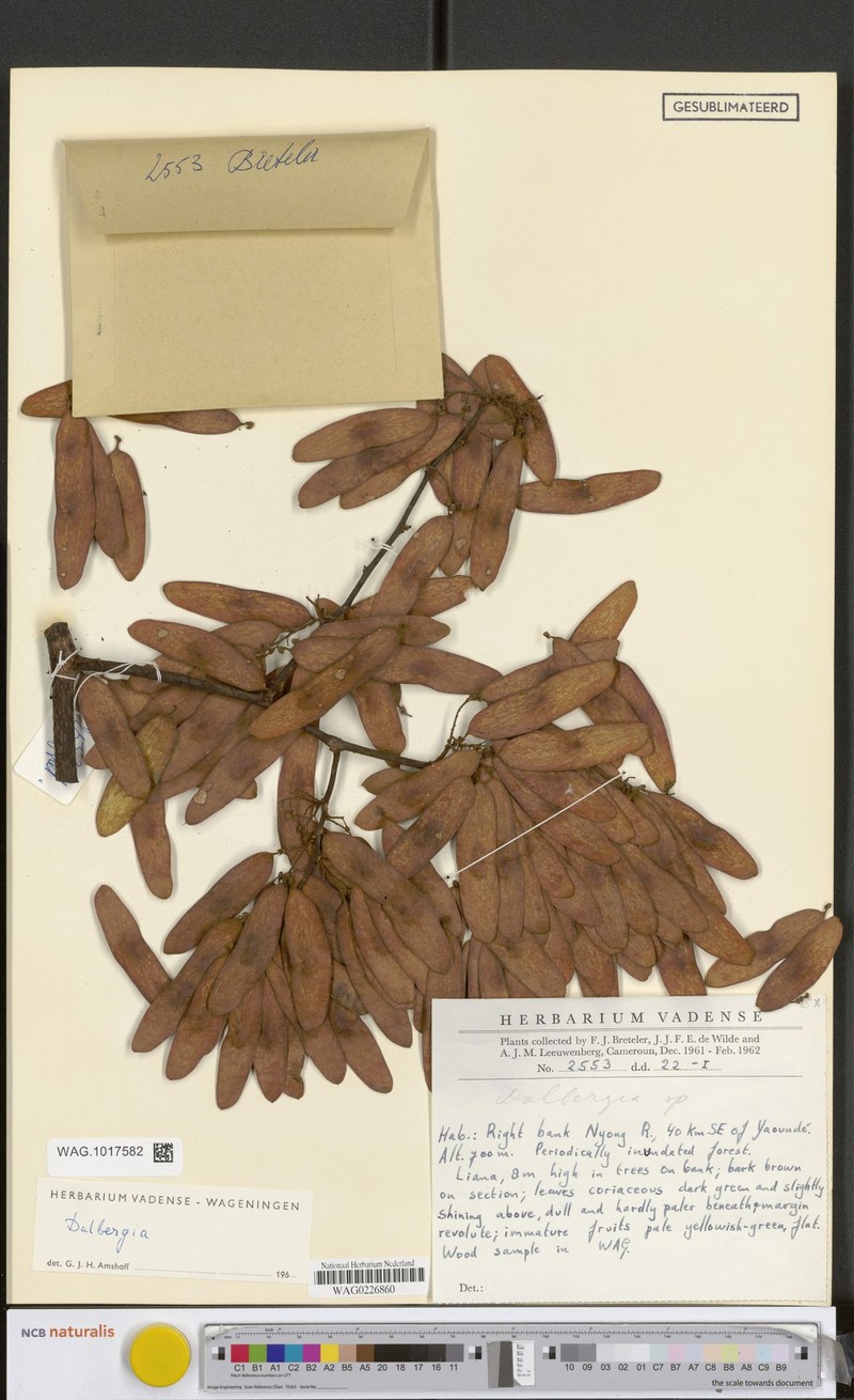 Dalbergia adamii subsp. erectipilis photo 3