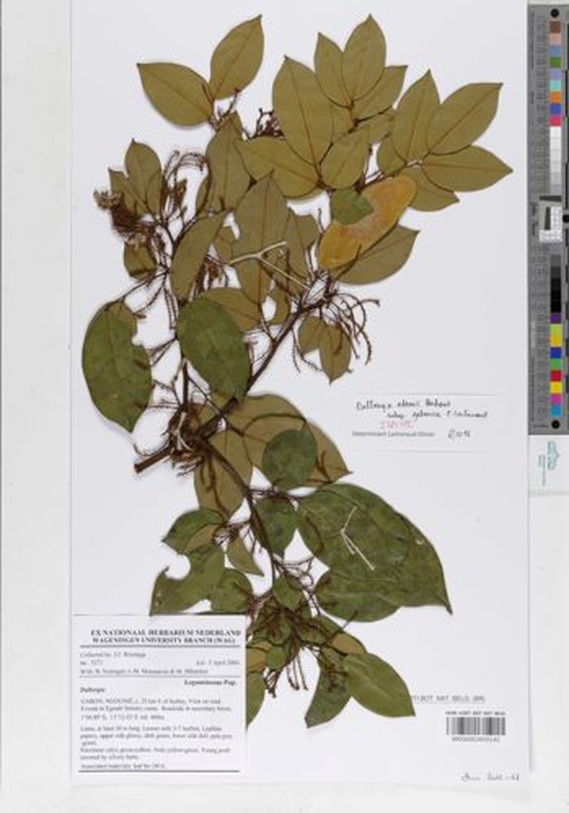Dalbergia adamii subsp. gabonica